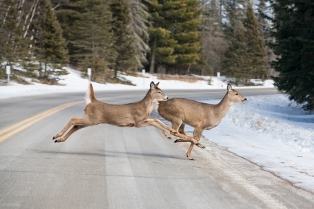 Deer in roadway