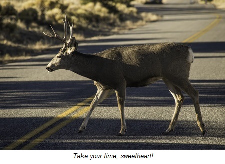 Slow deer in roadway