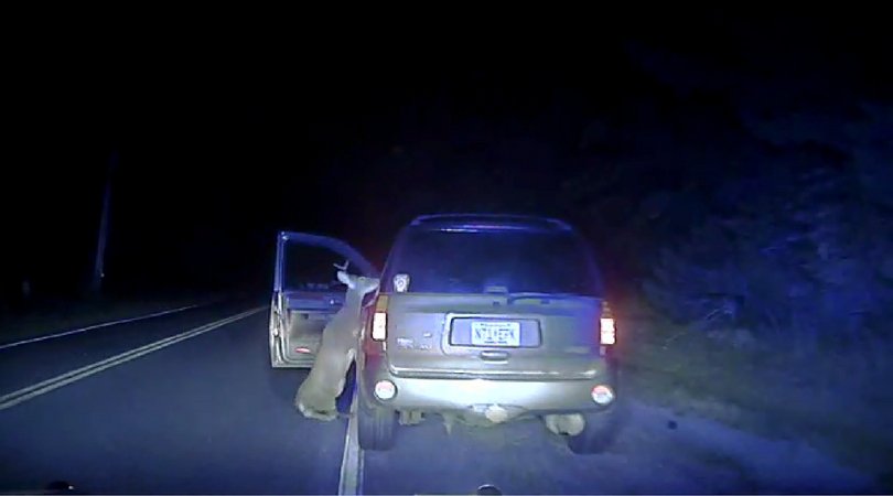 Car hits deer, deer attacks car driver (VIDEO) | Accident Data Center