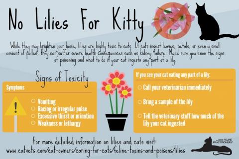 No lilies for kitties